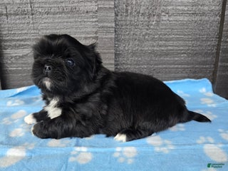 Pekingese dogs Gomez - Ad 3