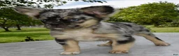 Mixed Breed dogs for sale: Ruby blue eyes merle - Ad 6