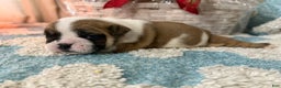 English Bulldog dogs for sale: English Bulldog Puppy 3 - Ad 4