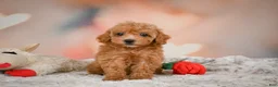 Toy Poodle dogs for sale: Haley - Ad 9