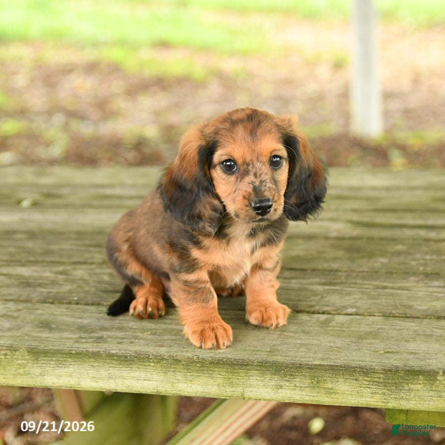 Miniature Dachshund dogs Ace - Ad 2