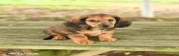 Miniature Dachshund dogs for sale: Ace - Ad 2