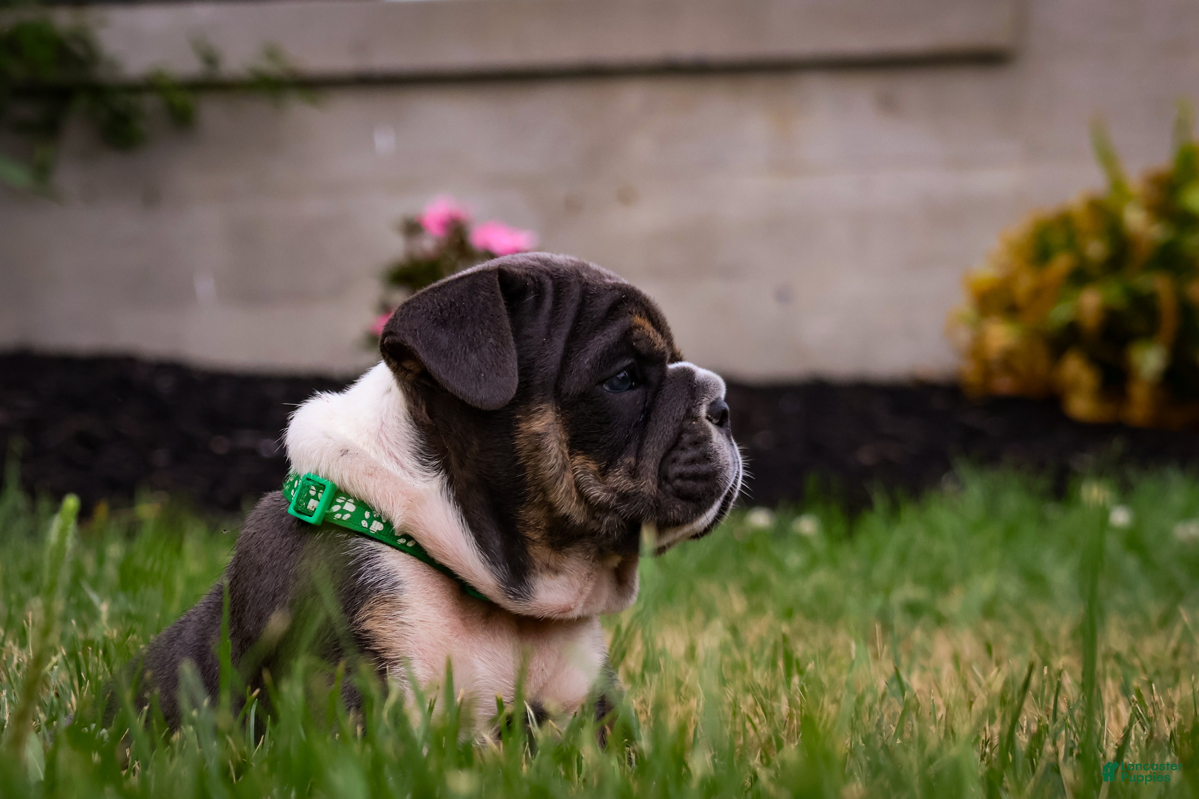 English Bulldog dogs Dino - Ad 2