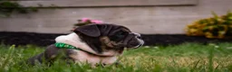 English Bulldog dogs for sale: Dino - Ad 2