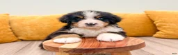 Bernese Mountain Dog dogs for sale: Alex - Ad 2