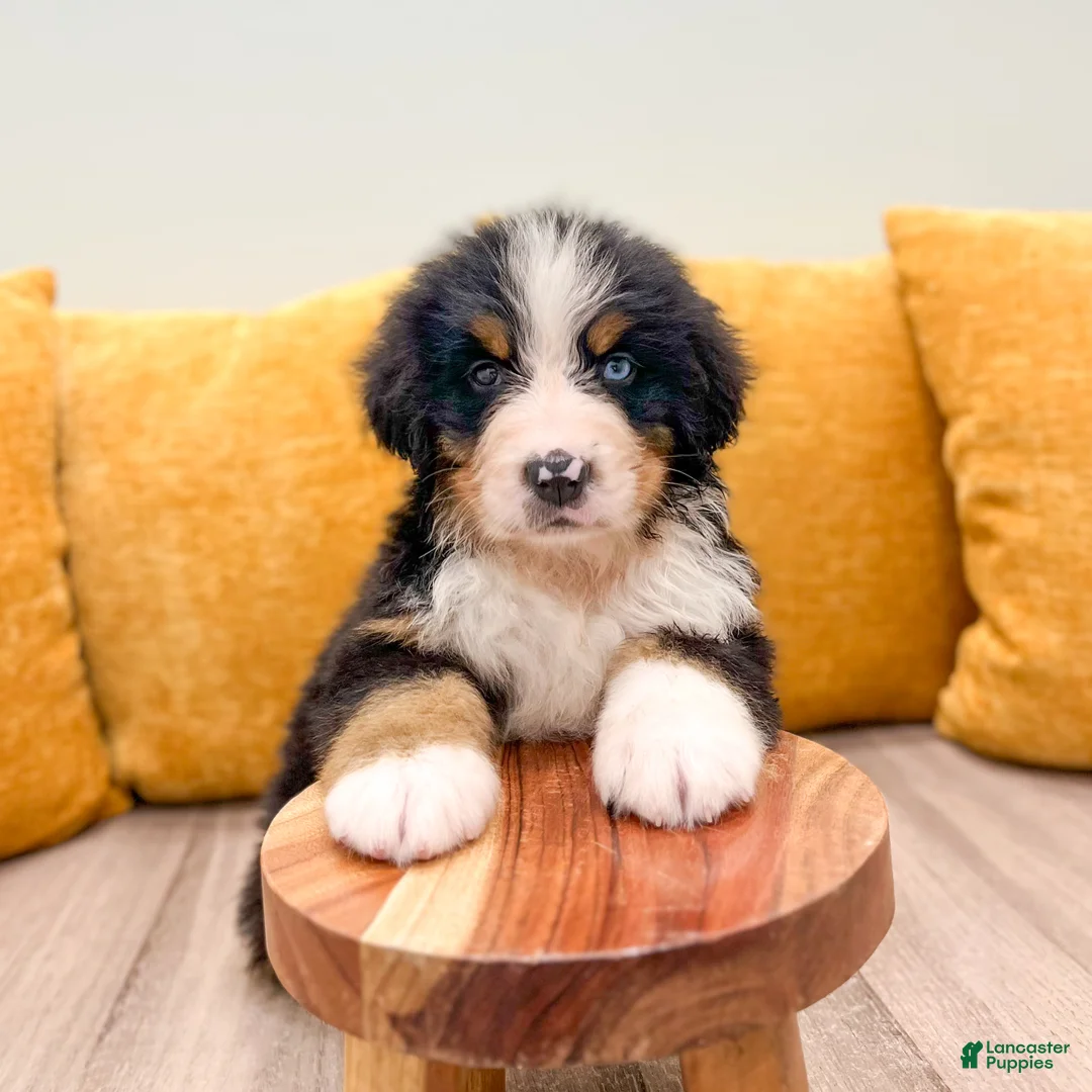 Bernese Mountain Dog dogs for sale: Alex - Ad 2