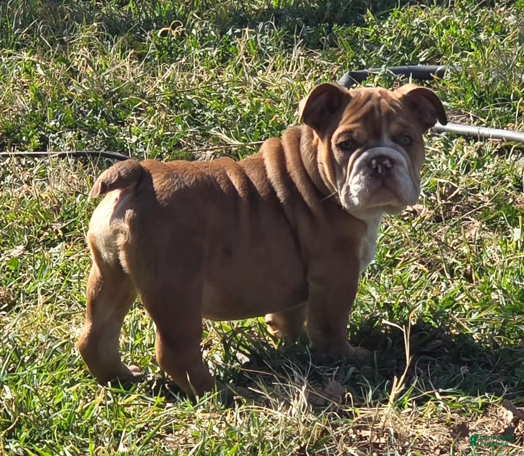 English Bulldog dogs for sale: Garmadon - Ad 1