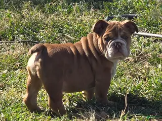 English Bulldog dogs Garmadon - Ad 3