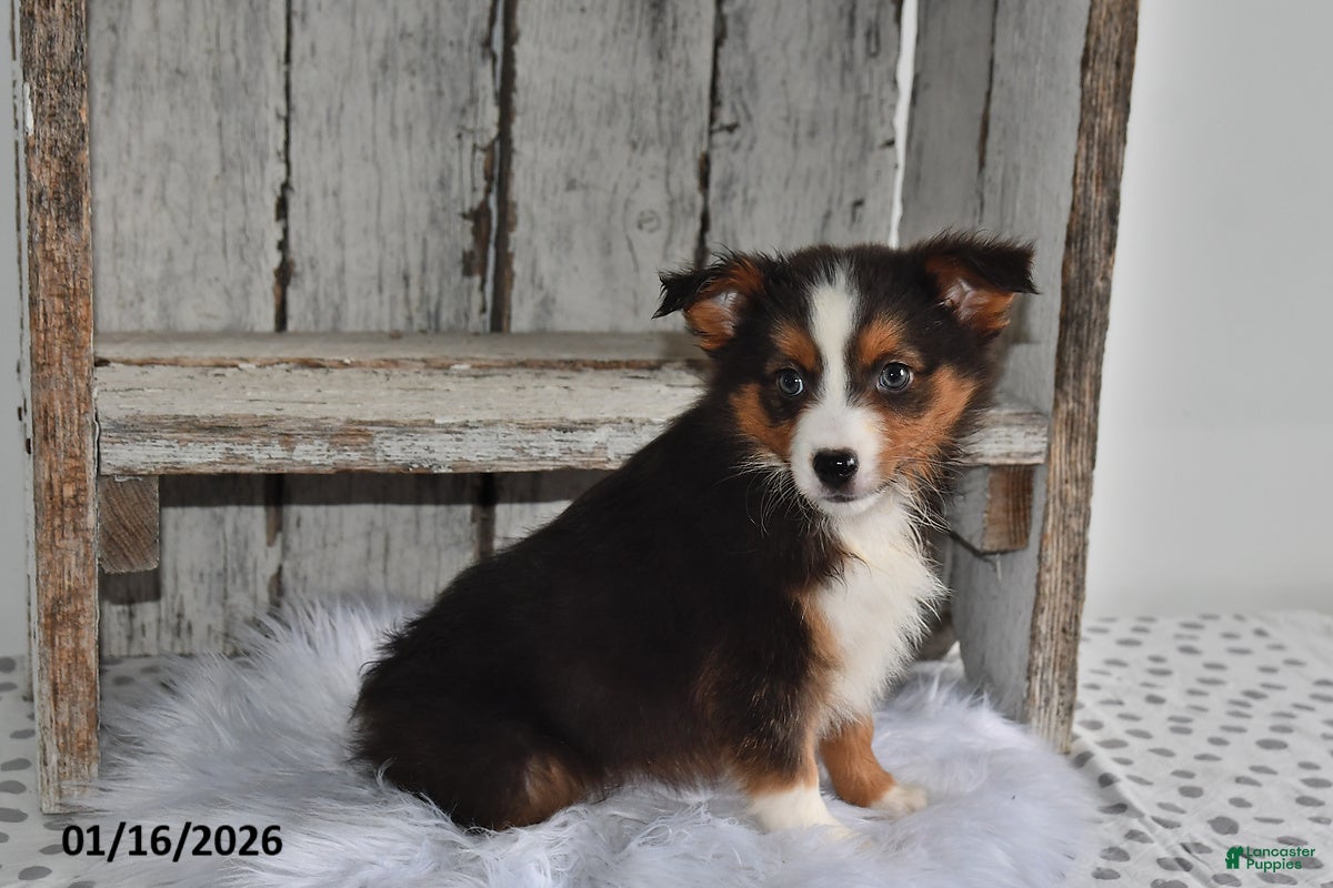 Australian Shepherd dogs Sky - Ad 8