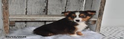Australian Shepherd dogs for sale: Sky - Ad 1