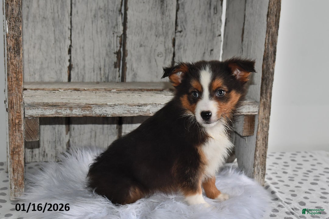 Australian Shepherd dogs for sale: Sky - Ad 1