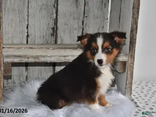 Australian Shepherd dogs Sky - Ad 21