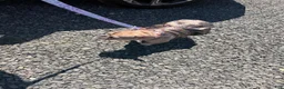 French Bulldog dogs for sale: French Bulldog Puppy 2 - Ad 7
