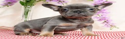 French Bulldog dogs for sale: Shawn - Ad 4