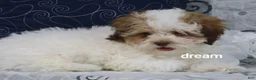 Shihpoo dogs for sale: Clay - Ad 6