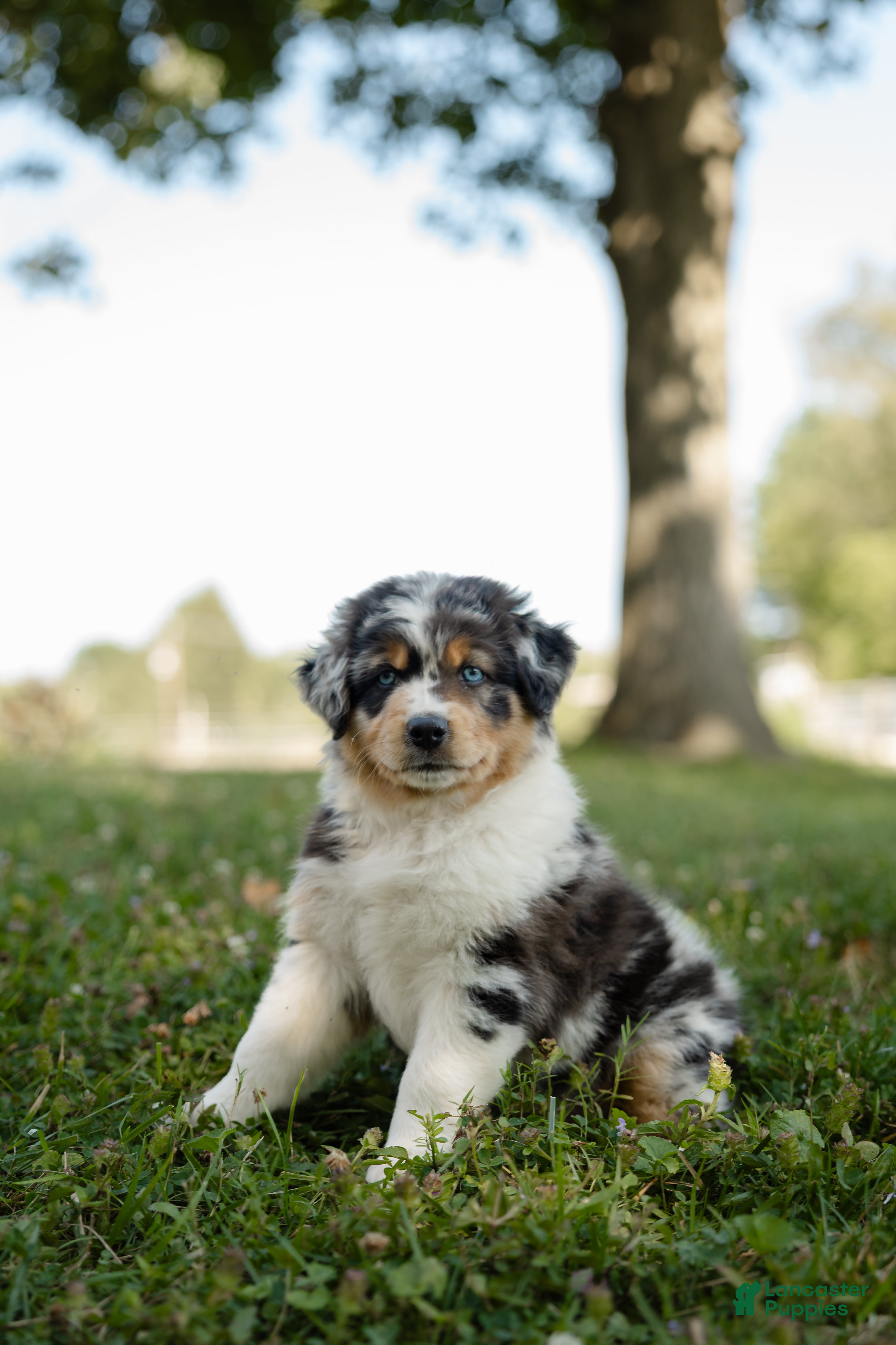 Australian Shepherd dogs Jasper. (Cuddles) - Ad 2