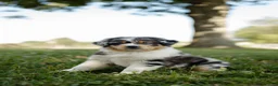 Australian Shepherd dogs for sale: Jasper. (Cuddles) - Ad 2