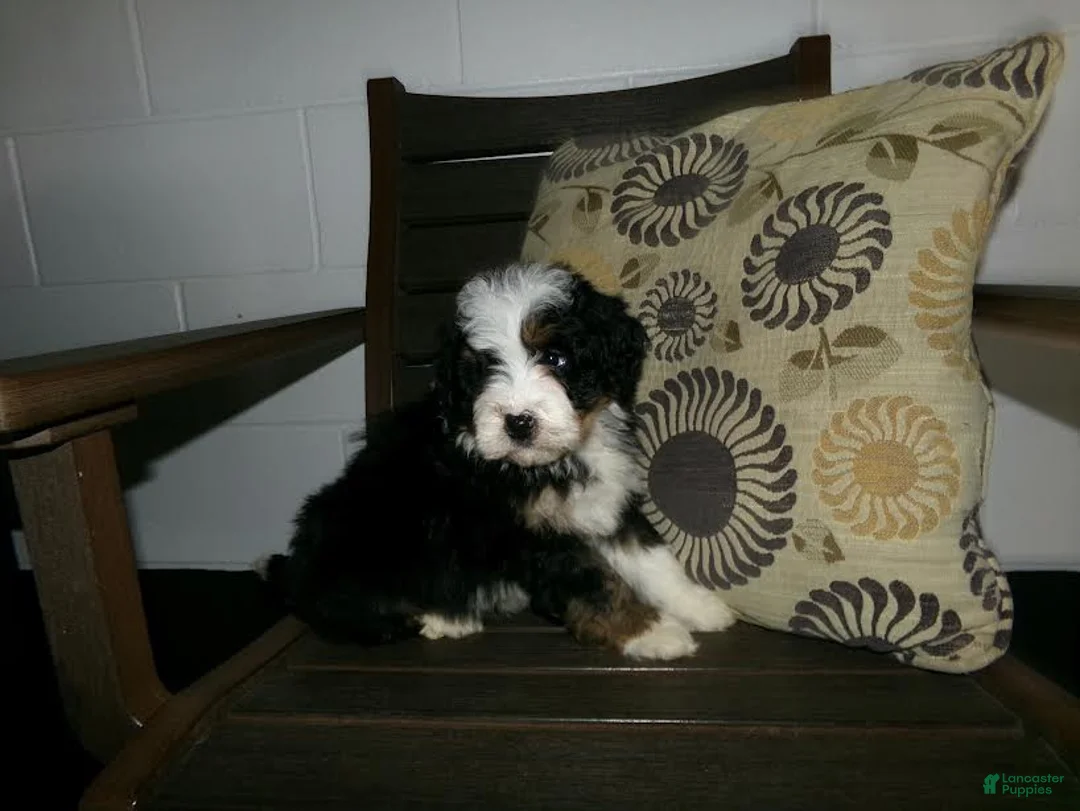 Mini Bernedoodle dogs for sale: Anson - Ad 9