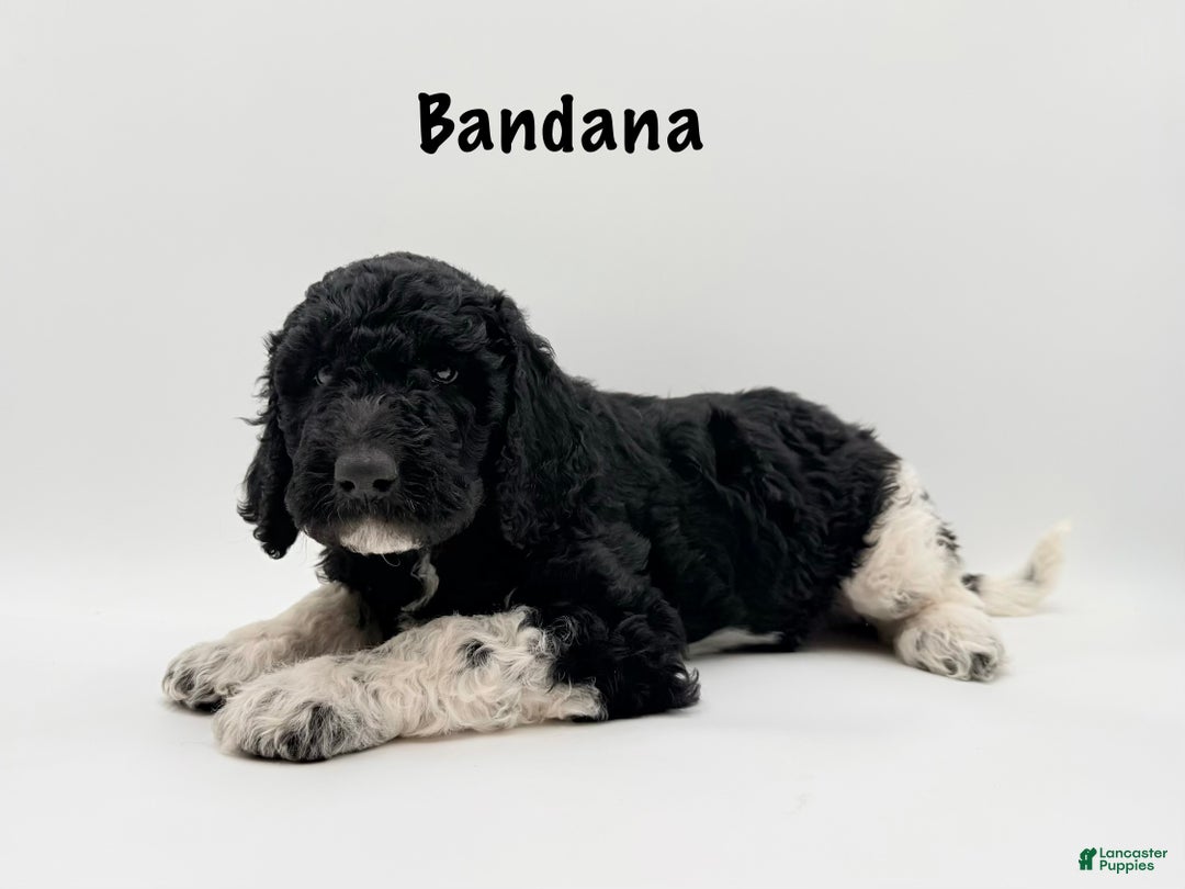 Goldendoodle dogs for sale: Bandana - Ad 1