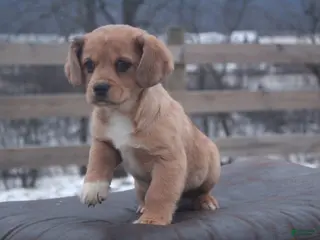 Mixed Breed dogs Esme - Ad 5