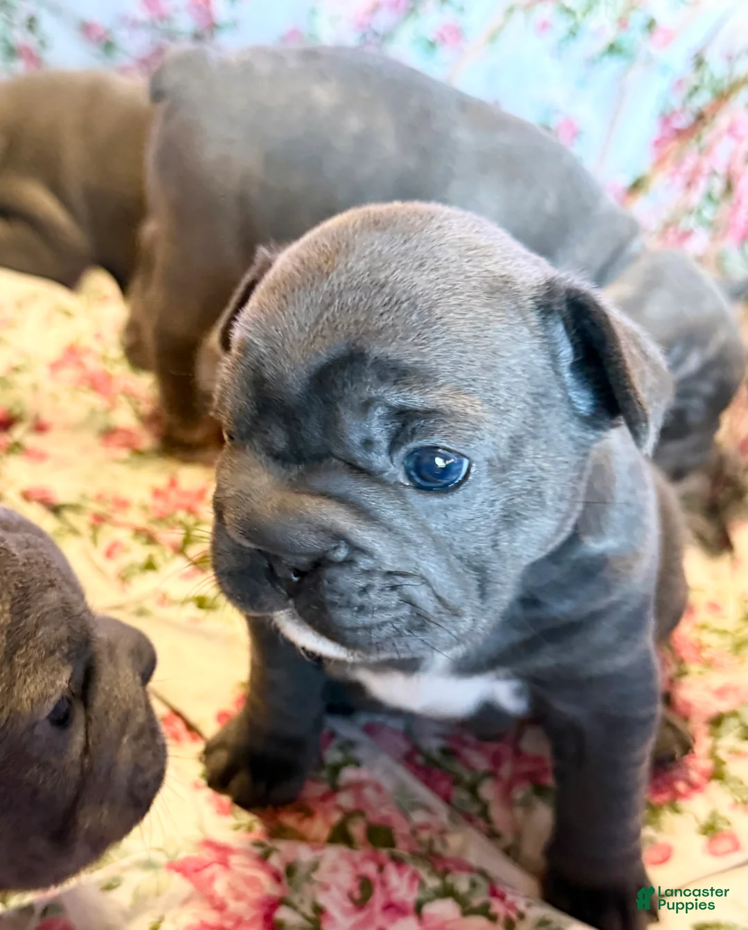 French Bulldog dogs for sale: French Bulldog 5 - Ad 2