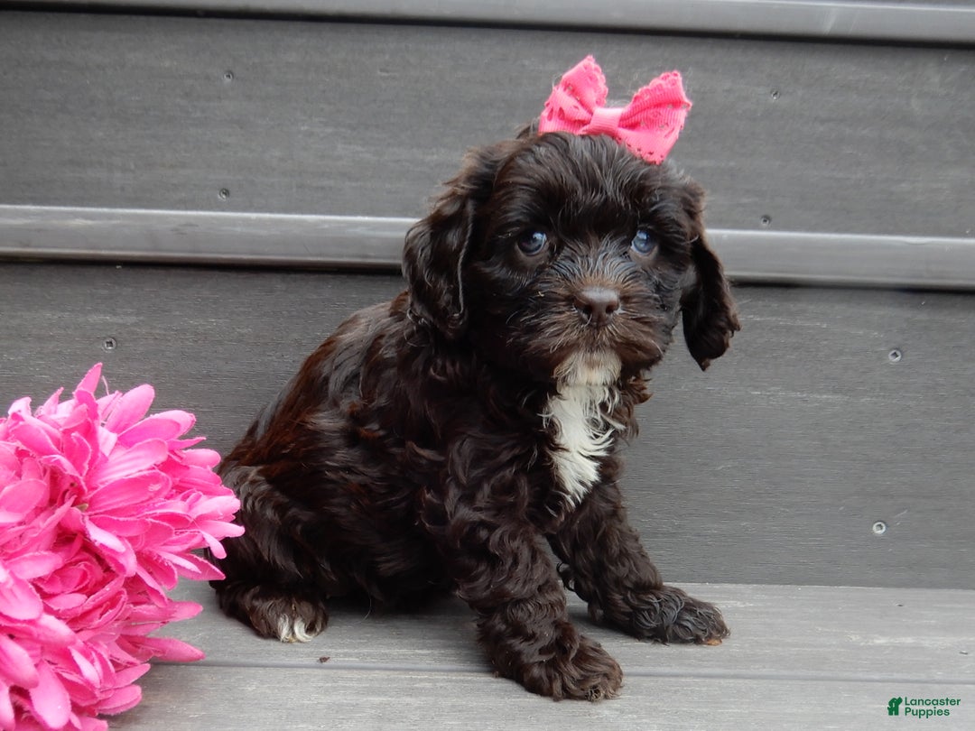 Cockapoo dogs for sale: Addie - Ad 4
