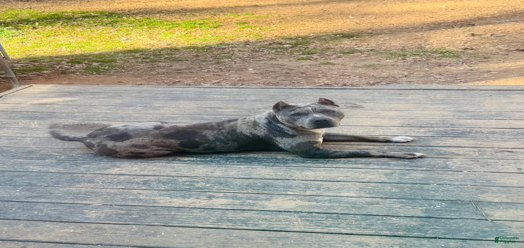 Gallery Image {{count}}