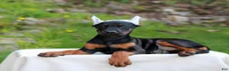 Doberman Pinscher dogs for sale: Ashley  - Ad 3