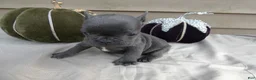 French Bulldog dogs for sale: French Bulldog 4 Prince - Ad 2