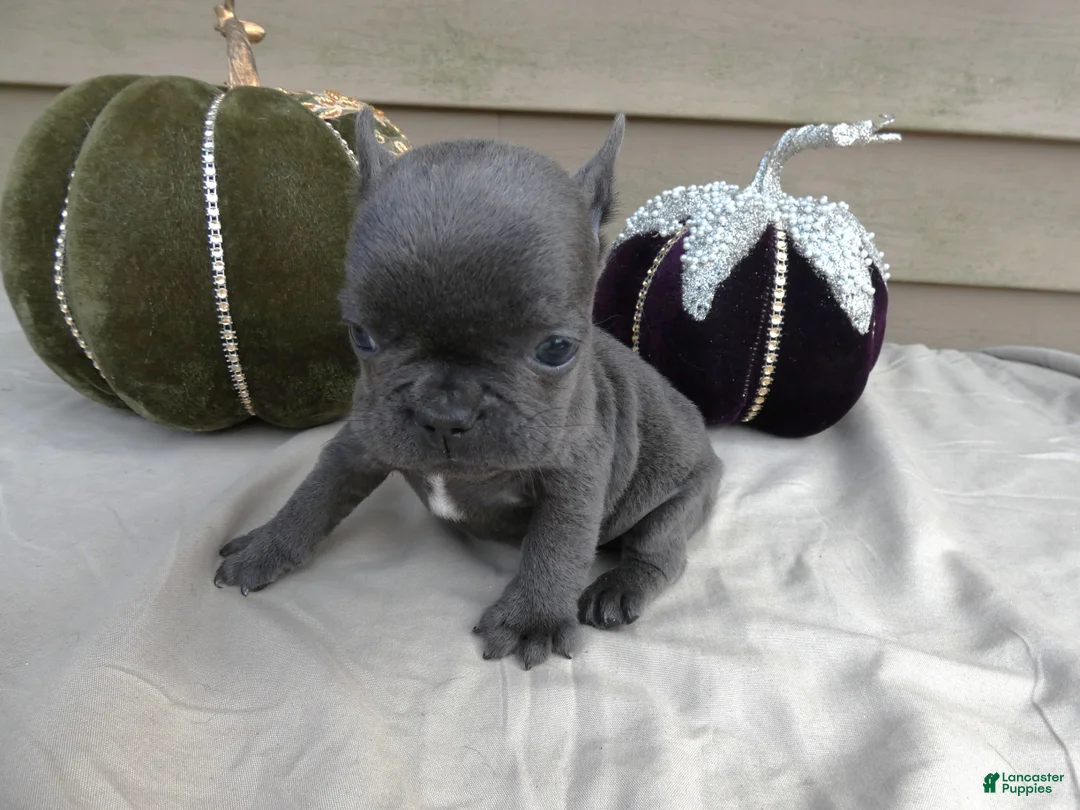 French Bulldog dogs for sale: French Bulldog 4 Prince - Ad 2