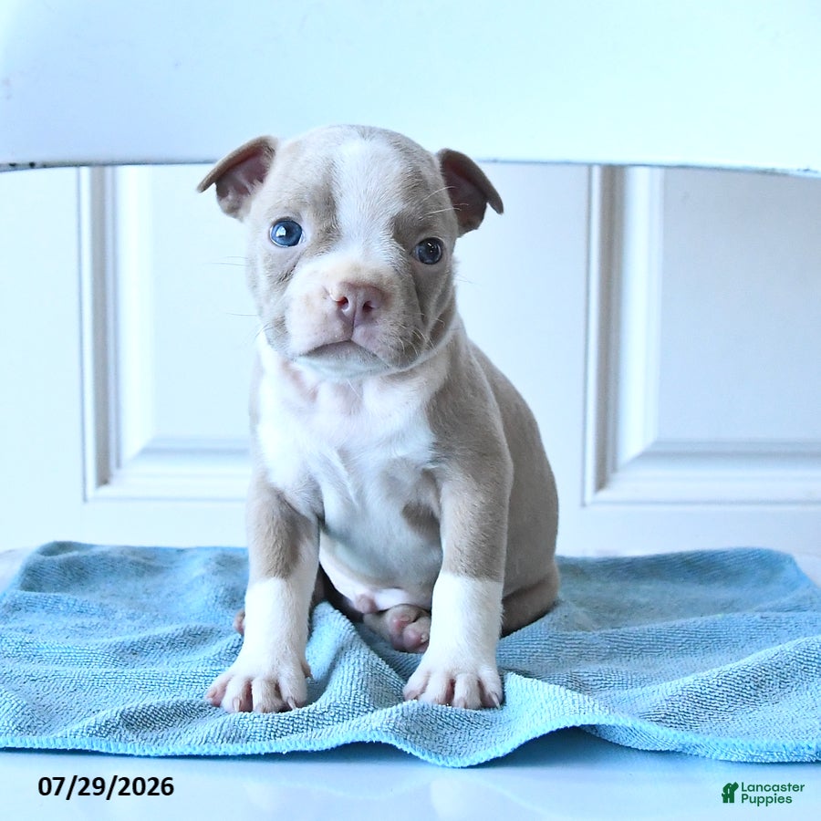 Boston Terrier dogs Tom  - Ad 2