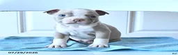 Boston Terrier dogs for sale: Tom  - Ad 2