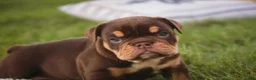 English Bulldog dogs for sale: Stella English Bulldog  - Ad 6
