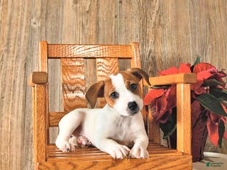 Jack Russell Terrier dogs Trudy - Ad 12