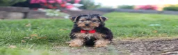 Yorkiepoo dogs for sale: Romeo - Ad 4