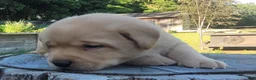 Labrador Retriever dogs for sale: Lasso - Ad 7