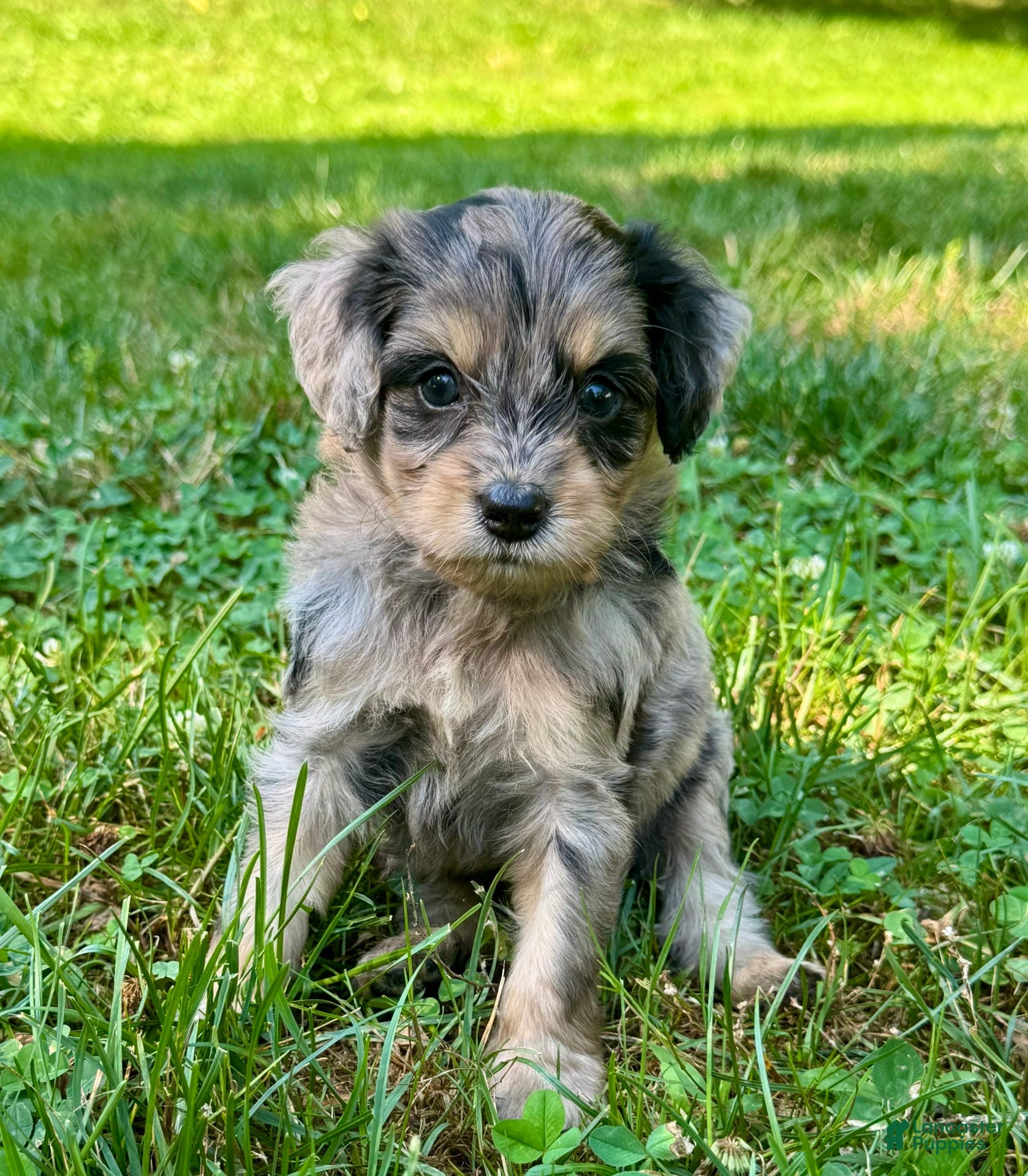 Mini Bernedoodle dogs Peeta - Ad 2