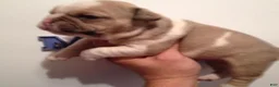 English Bulldog dogs for sale: English Bulldog Puppy 3 - Ad 3