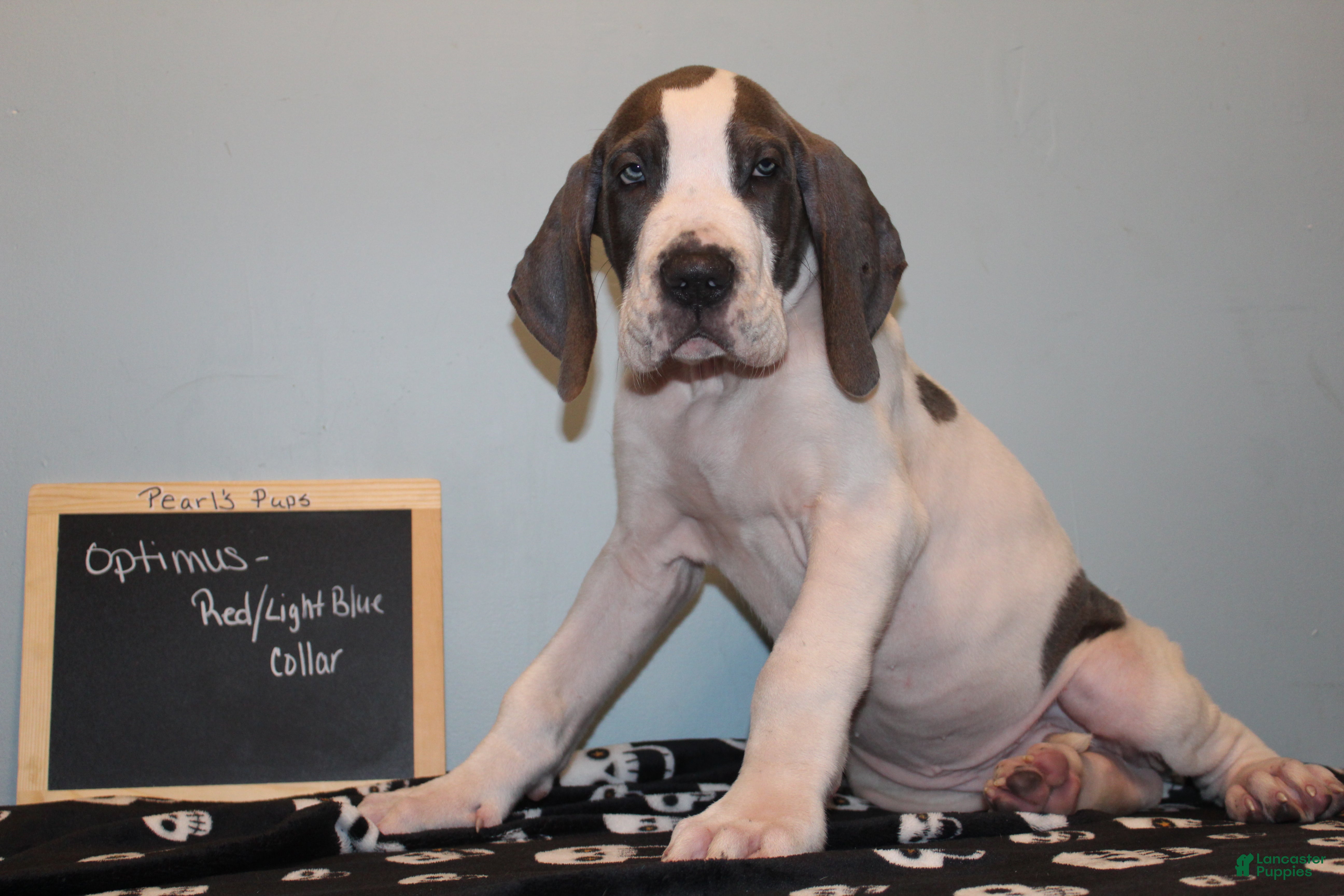 Great Dane dogs Optimus  - Ad 34