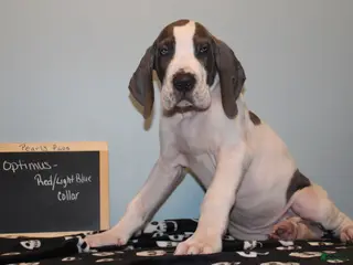 Great Dane dogs Optimus - Ad 34