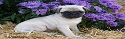 Pug dogs for sale: Daisy - Ad 3