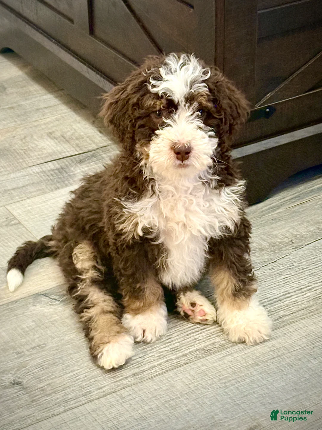 Mini Bernedoodle dogs for sale: Mini Bernedoodle Puppy 1 - Ad 1