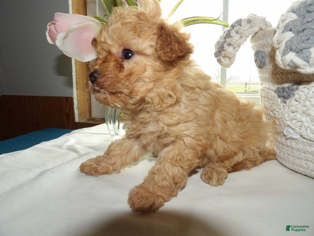 Gallery Image {{count}}