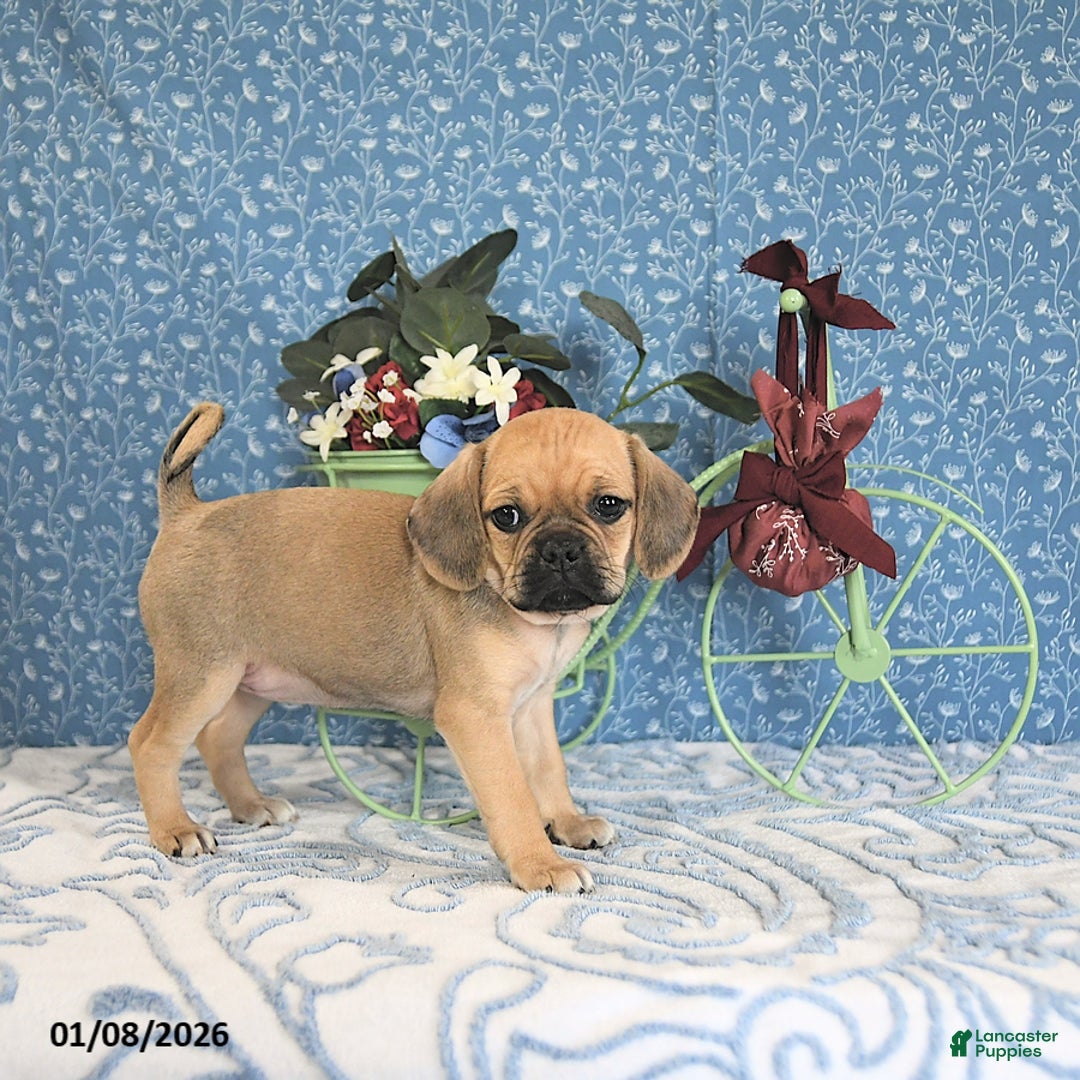 Puggle dogs for sale: Kaci - Ad 5