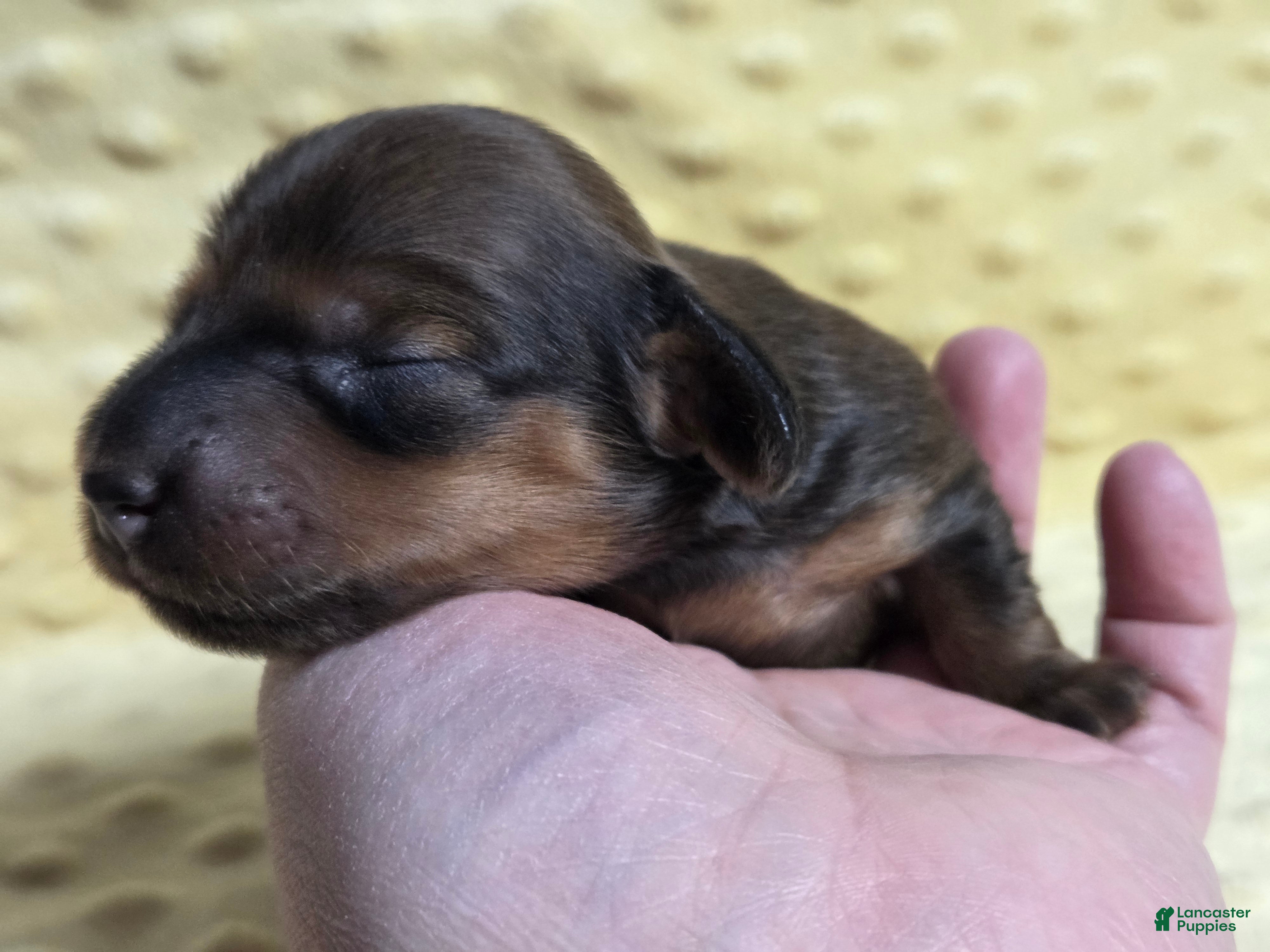 Miniature Dachshund dogs Rye - Ad 36