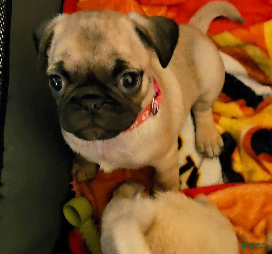 Pug dogs Pink - Ad 2