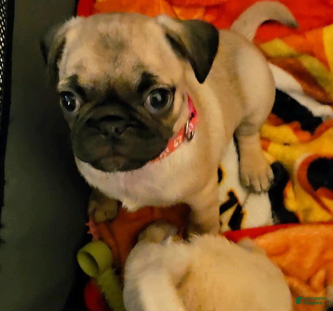 Pug dogs for sale: Pink - Ad 1