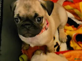 Pug dogs Pink - Ad 2