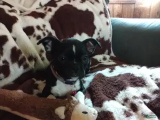 Boston Terrier dogs Boston Terrier Puppy 4 - Ad 36