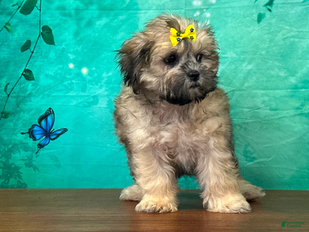 Teddy Bear dogs for sale: Dolly - Ad 1